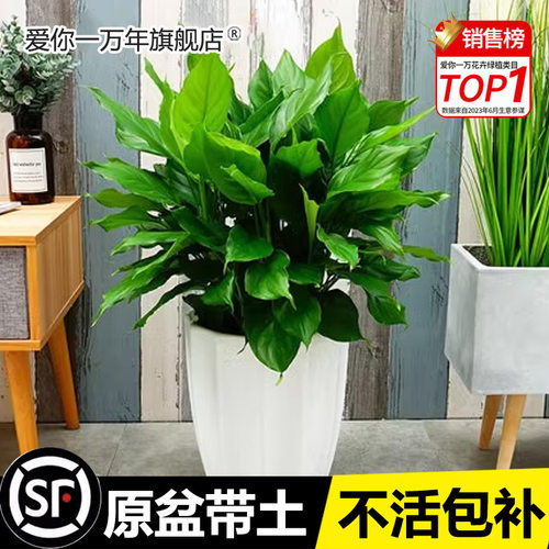 万年青盆栽四季常青耐寒好养