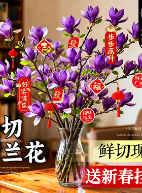 带花苞玉兰花水培鲜切花玉兰鲜枝真花过年花束盆栽客厅摆件年宵花