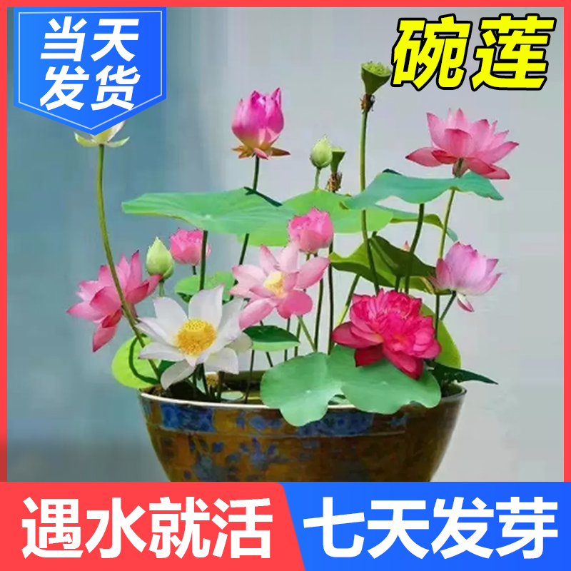 四季开花荷花种子水培植物花卉室内客厅水养莲花好养碗莲睡莲盆栽