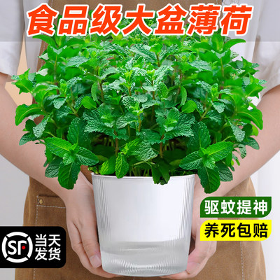 薄荷盆栽可食用水培植物室内迷迭香驱蚊草花卉绿植留兰香薄荷叶草