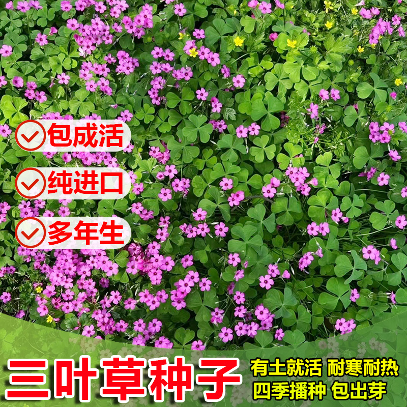 三叶草四叶草种子幸运草四季常青易种活园林绿化庭院护坡草坪种籽