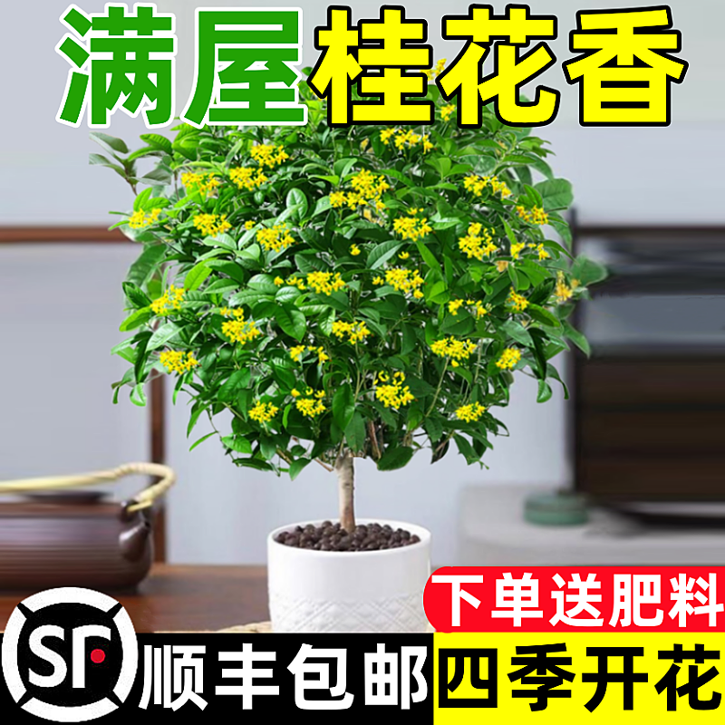 桂花树苗四季盆栽花卉室内植物