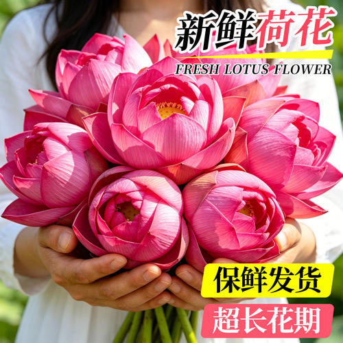 云南直发荷花鲜切花次日达