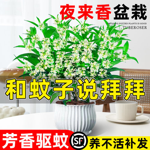 【蚊虫克星】夜来香大苗浓香驱蚊