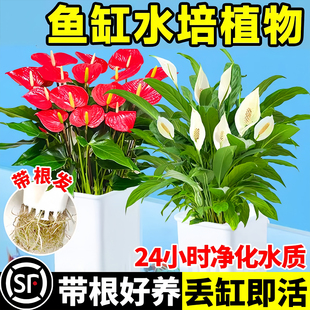 水培植物室内好养绿植鱼缸水草和鱼共养绿萝富贵竹铜钱草造景专用