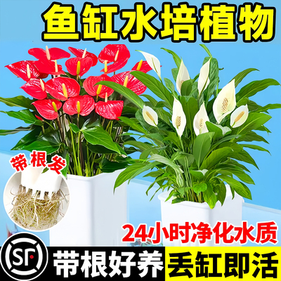 【鱼缸专用】水培植物净化水质