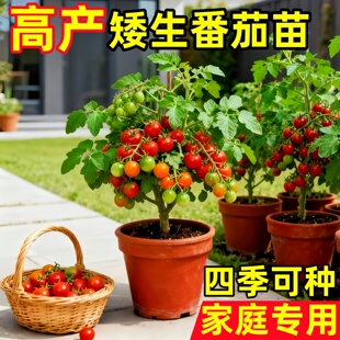 四季矮生小番茄苗水果番茄种子盆栽千禧阳台圣女果西红柿苗秧籽种