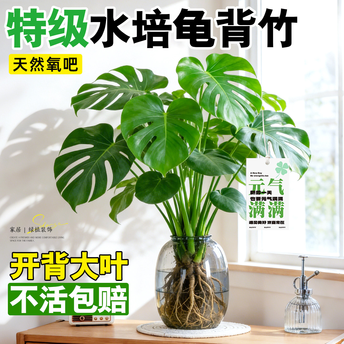 【全网热销】龟背竹水培植物好养图片