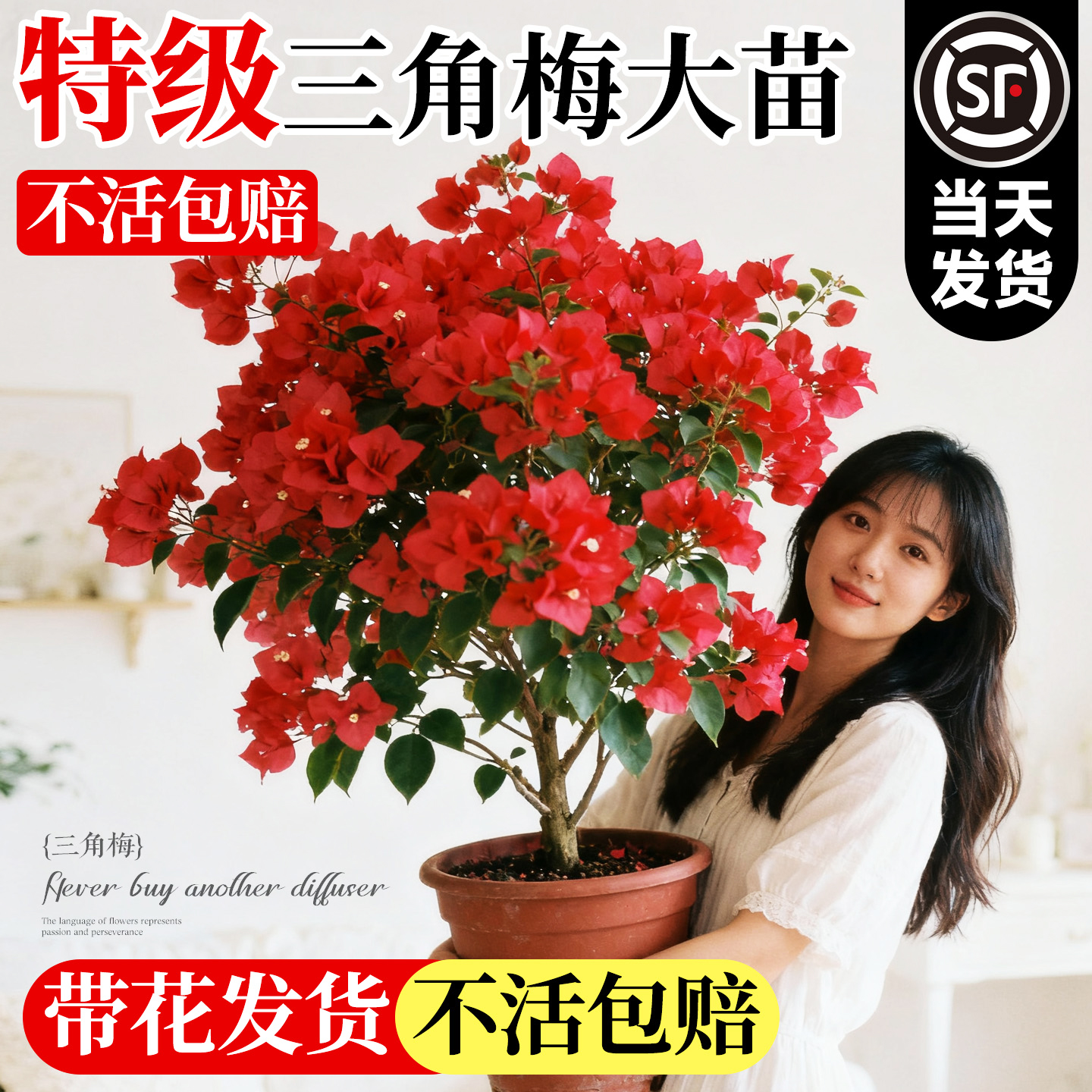 会变色的三角梅高端品种带花发货