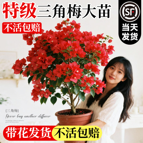 会变色的三角梅高端品种带花发货