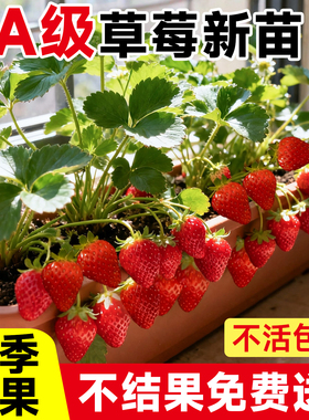 草莓苗盆栽秧苗丹东99新苗秧四季结果奶油玄玉优质脱毒种苗大果苗