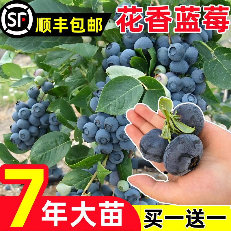 【带果发货】10w+好评蓝莓果树苗