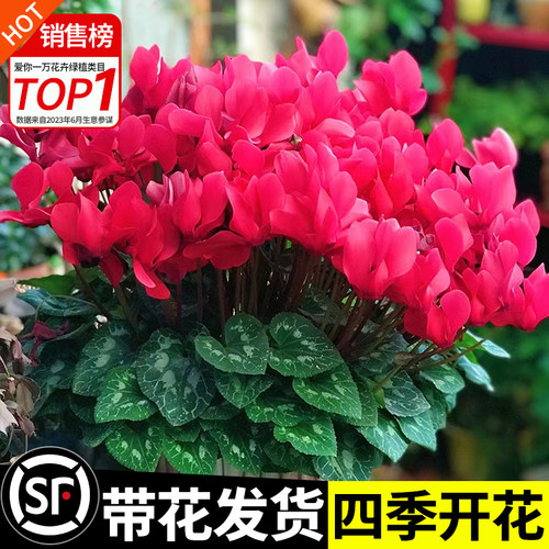 【秋冬好养】仙客来盆栽带花发货
