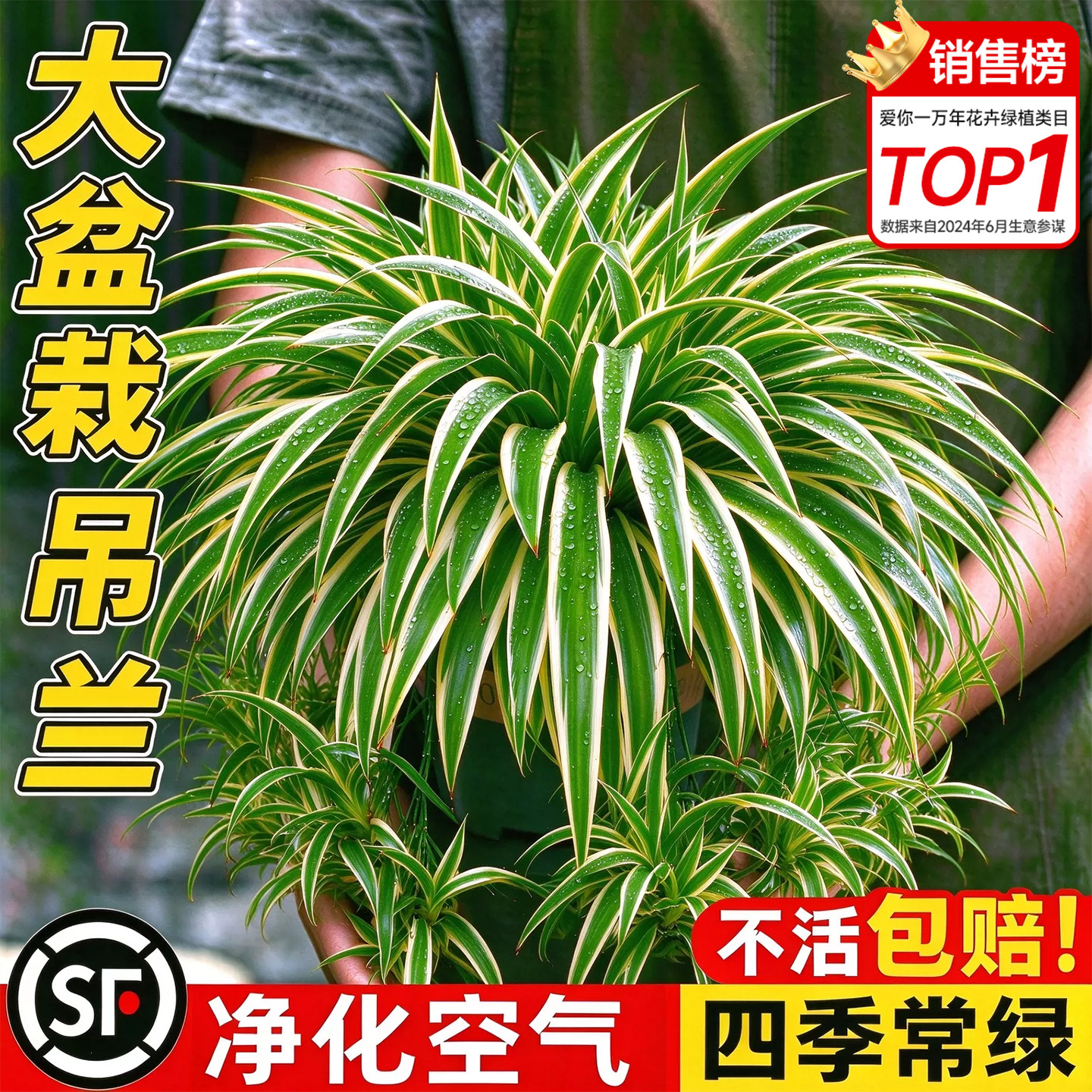 大盆金边吊兰苗室内垂吊阳台植物去甲醛四季好养懒人花卉绿植水培