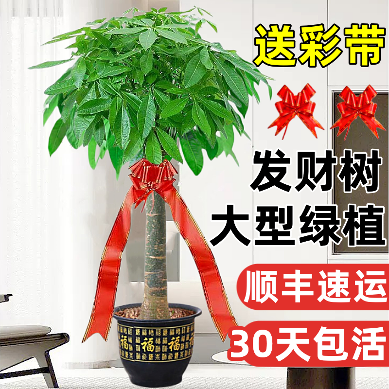 发财树盆栽室内摆客厅大型步步高招财树绿植物办公室乔迁开业花卉