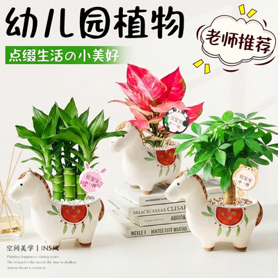 【全网热销10W+】发财树文昌竹