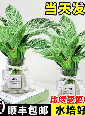 铂金钻水培植物室内好养大叶金钻绿公主盆栽带花苞蔓绿绒花卉绿植