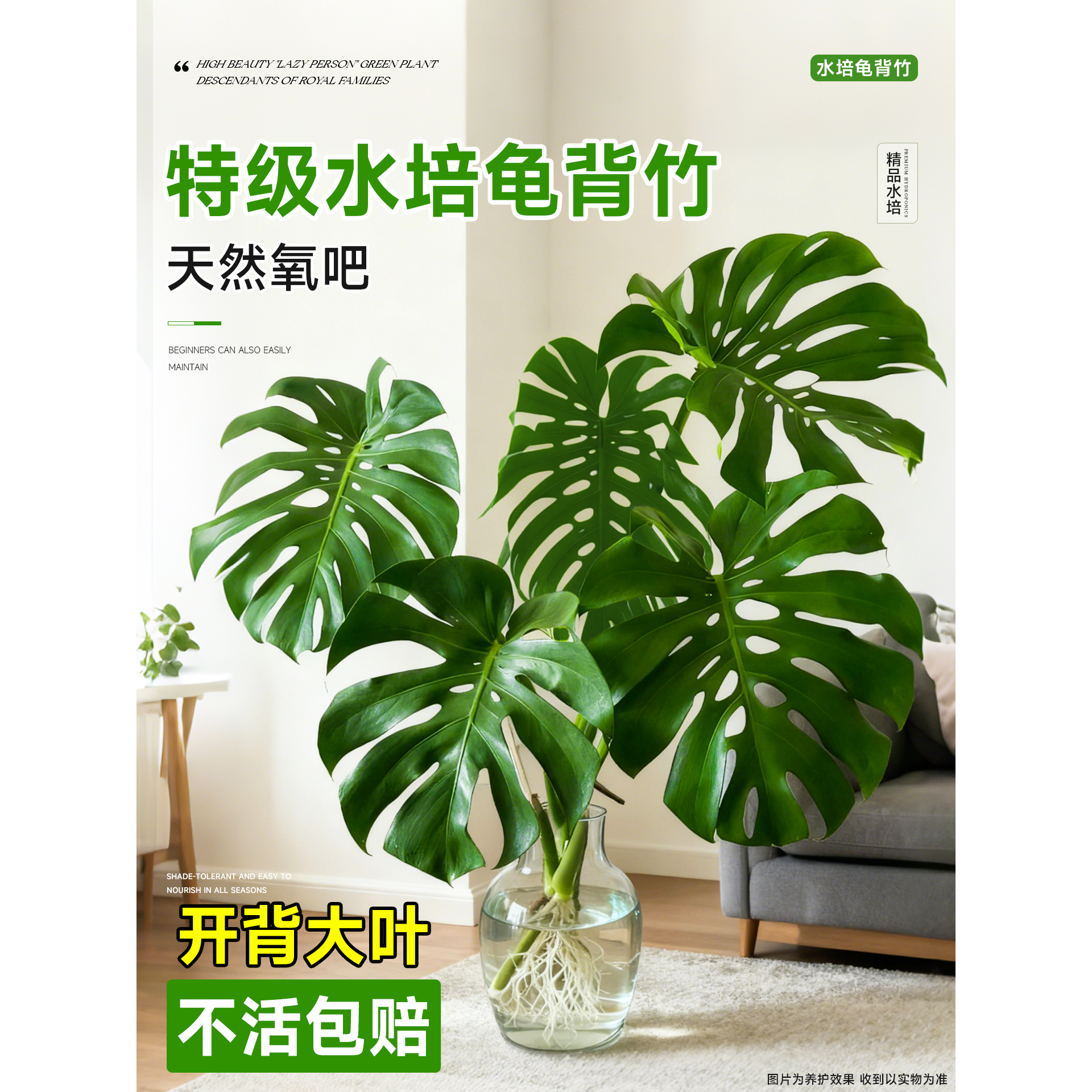 龟背竹水培老桩大叶桌面水养绿植