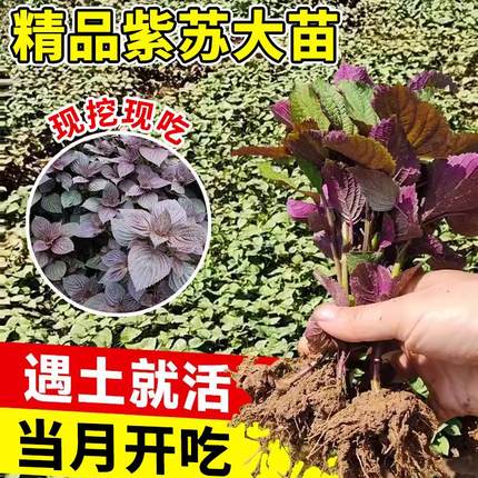 大叶紫苏苗可食用带土秧苗种植薄荷捕蝇草驱蚊盆栽室内驱蚊草植物