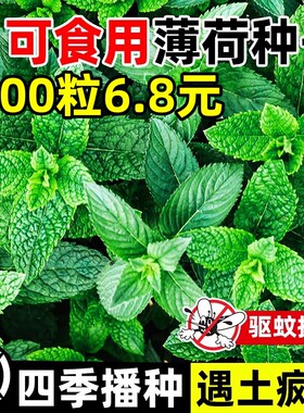 可食用薄荷种子留兰香柠檬苗猫薄荷四季播种室内阳台盆栽花种籽子