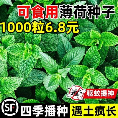 6.8元1000粒】可食用薄荷种籽子