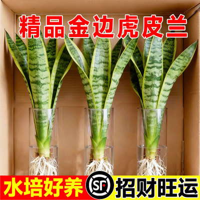 免费送虎皮兰专用营养液