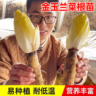 金玉兰菜种子根苗种根白玉兰种籽菜种软化菊苣苦苣种孑四季蔬菜