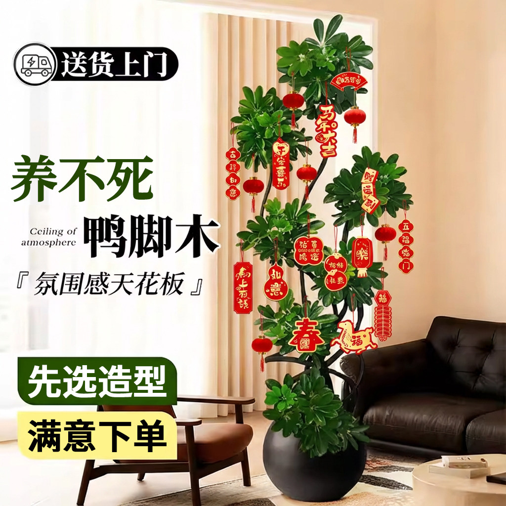 鸭脚木客厅绿植高级感室内大型植物盆栽高端大气上档次鸭掌木好养,鲜花速递/花卉仿真/绿植园艺,大型绿植/成品组合盆栽,淘宝优惠券,粉丝福利购,淘宝优惠卷