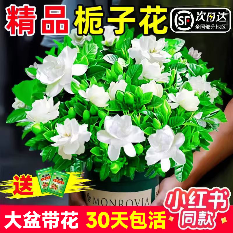 栀子花盆栽四季好养带花苞茉莉花卉老桩水培九里香绿植物室内客厅