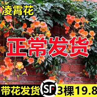 凌霄花苗爬藤植物四季 开花耐寒耐热炮仗花苗阳台庭院花植物凌霄花