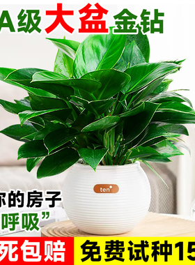 大叶金钻绿公主绿植室内盆栽植物绿萝水培好养活四季花卉新房客厅