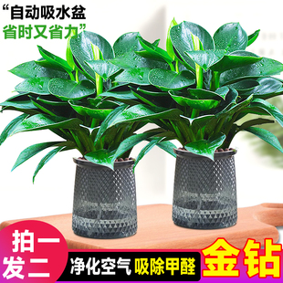 大叶金钻绿公主盆栽绿萝箩水培绿植物室内好养吸甲醛四季 花卉植物