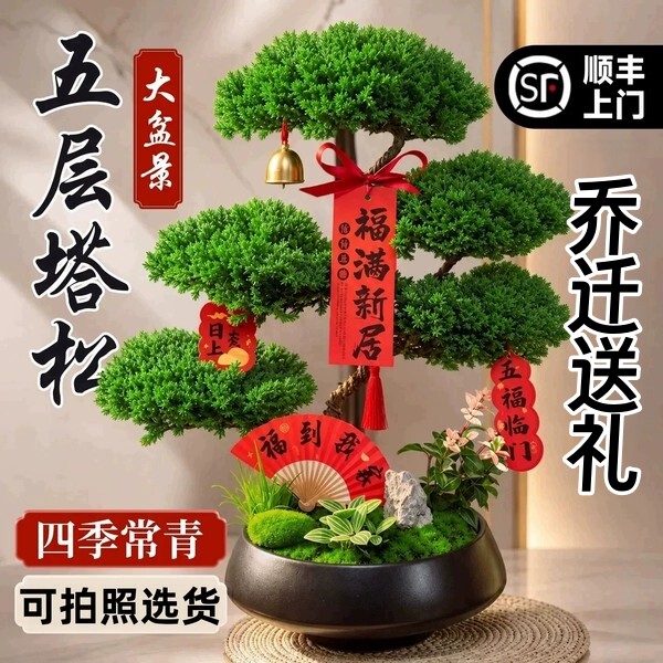 【乔迁送礼】五层塔松桌面大盆栽