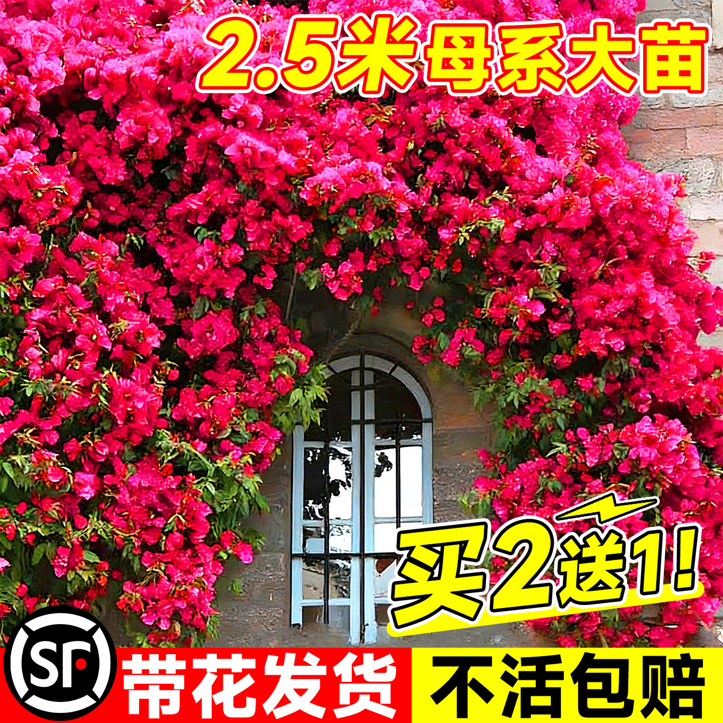 四季开花无刺红木香黄木香花苗图片