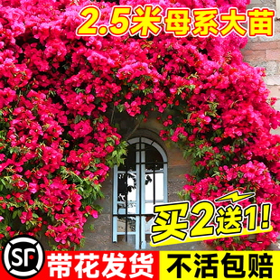 红木香四季开花苗爬藤植物甜蜜黄木香花庭院阳台无刺蔷薇盆栽花卉