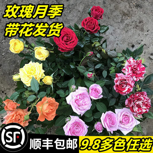 麦悦点玫瑰木本花卉阳台庭四季
