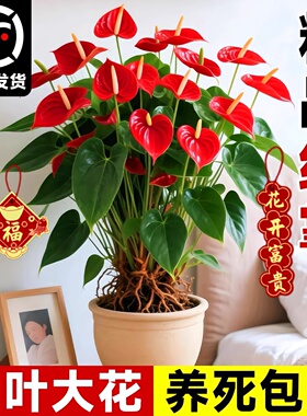 特大号红掌盆栽带花大叶大花客厅绿植室内好养植物办公室桌面花卉