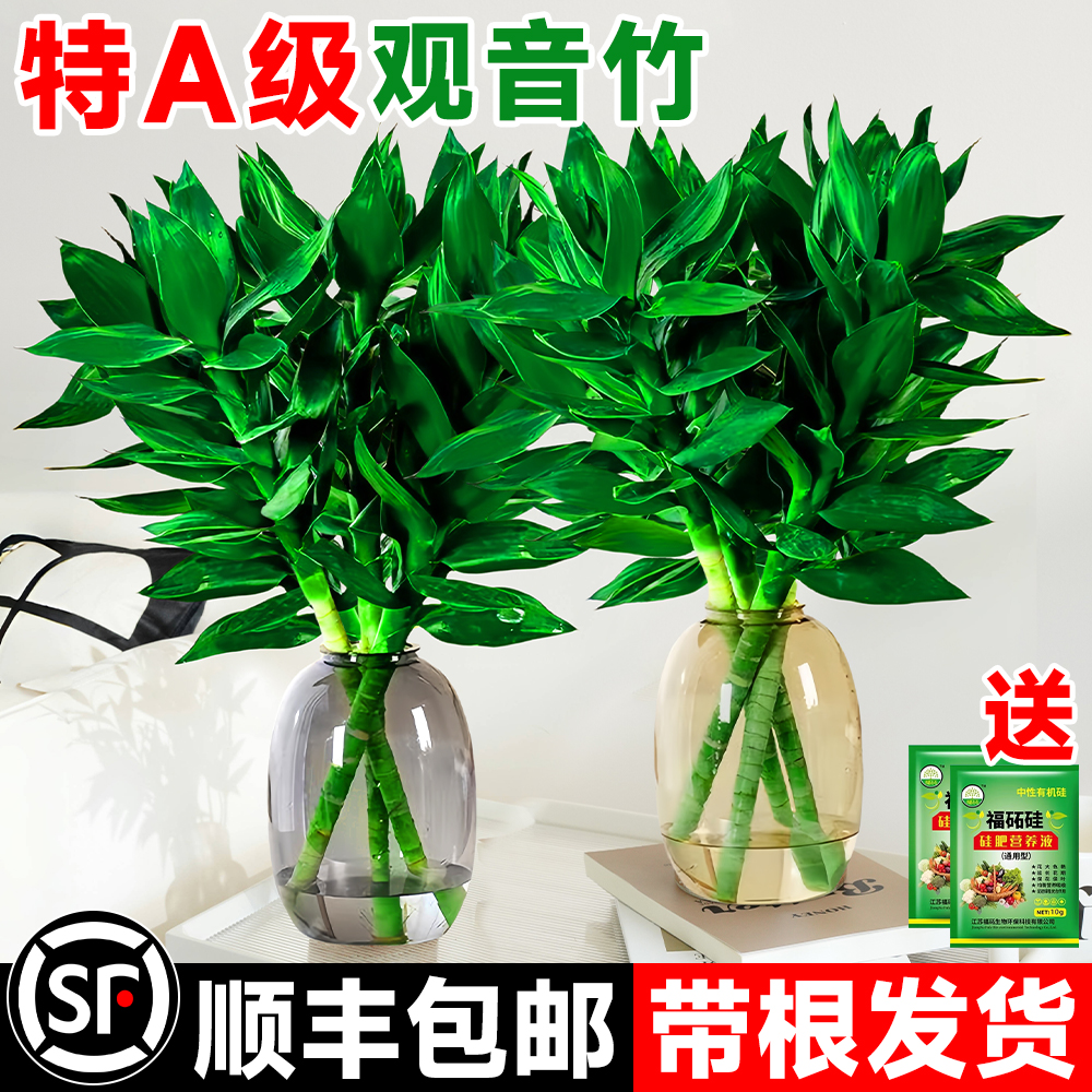 观音竹富贵竹水培植物带根转运竹子客厅绿植室内大型新年装饰花卉