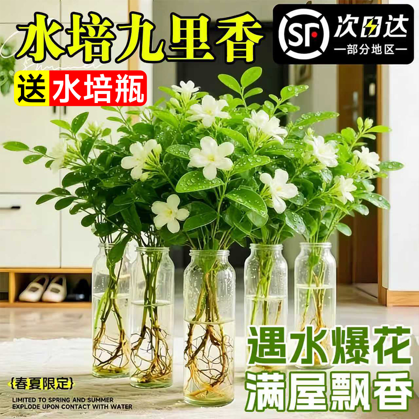 水培植物九里香带花苞茉莉办公室内桌面好养懒人水养花卉懒人植物