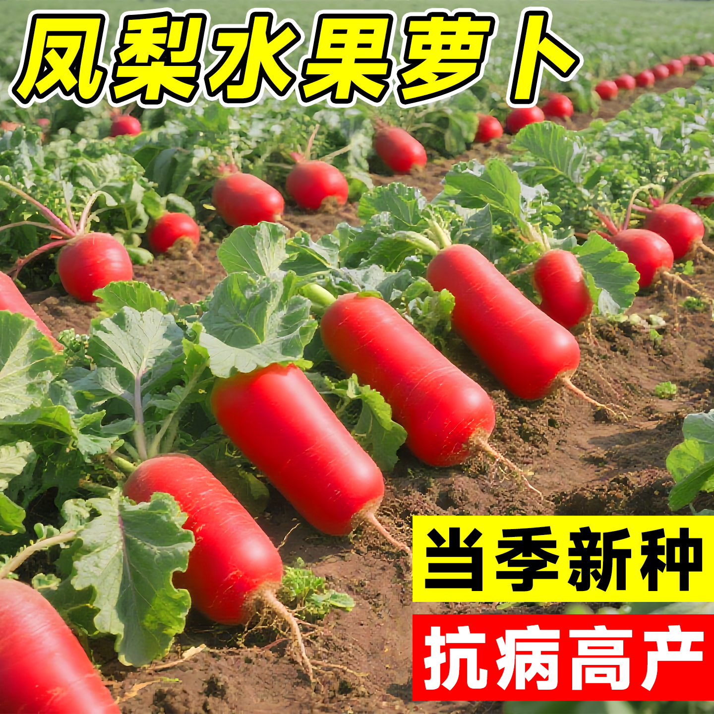 秋季萝卜种子大全蔬菜水果阳台