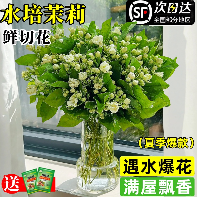【盛开在夏季】茉莉鲜切花易爆花