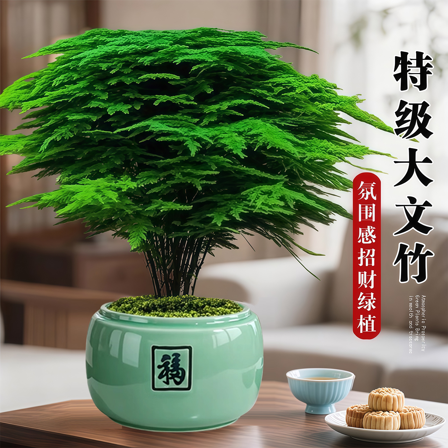 大文竹盆栽招财旺宅桌面景