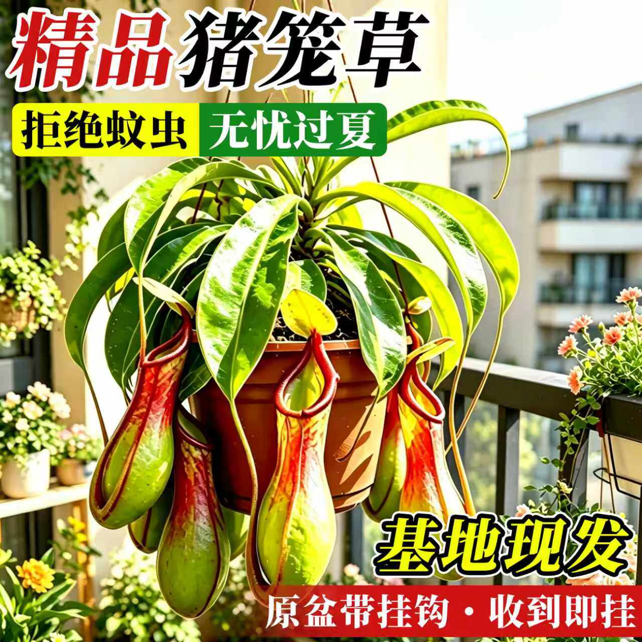 猪笼草盆栽驱蚊超大食虫植物室内阳台捕蝇草绿植吊盆四季趣味花卉