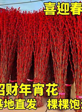 银柳真花鲜枝客厅摆件四季干花新年春节红色福桶招财年宵花卉盆栽