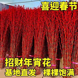 银柳真花鲜枝客厅摆件四季干花新年春节红色福桶招财年宵花卉盆栽