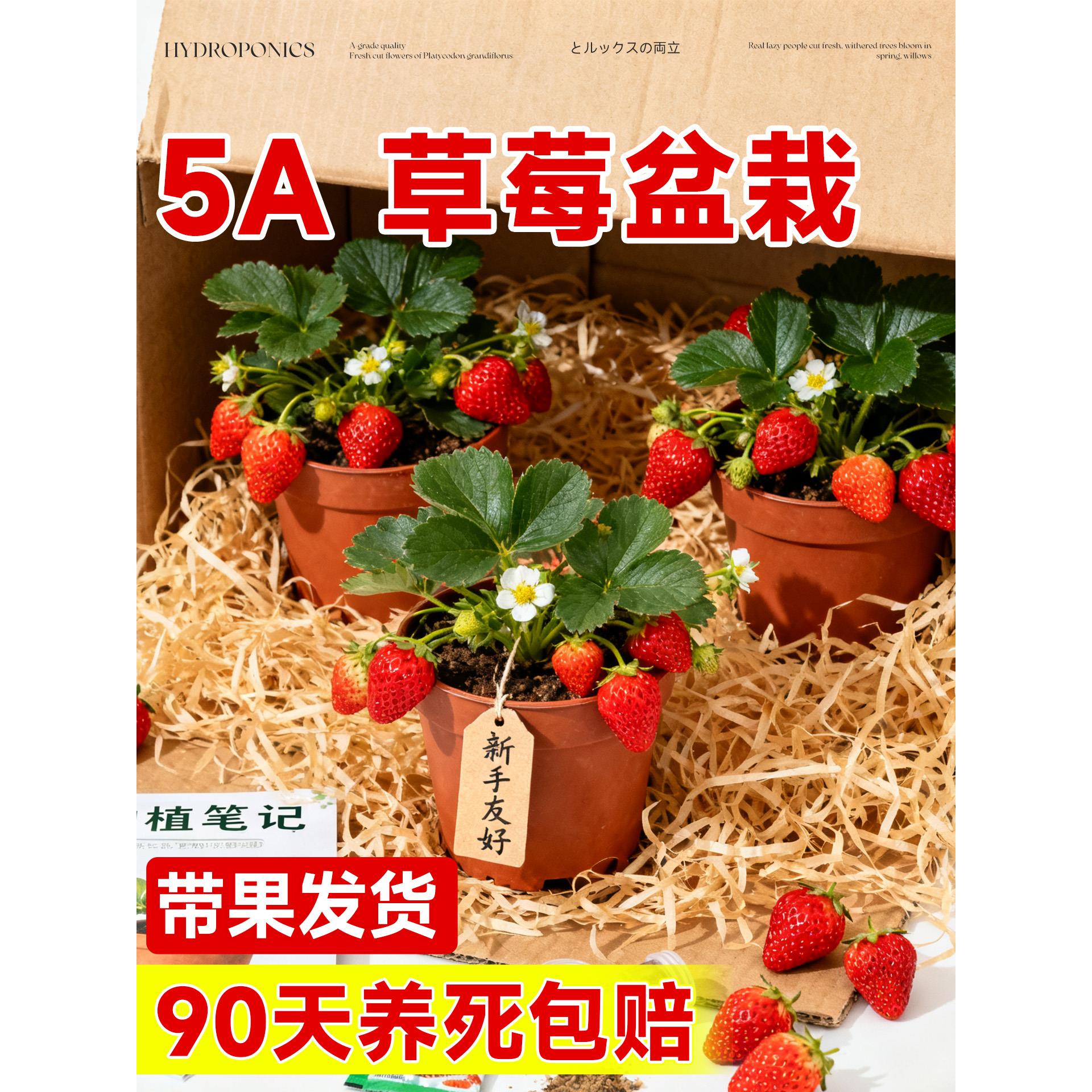 草莓带果盆栽奶油苗秧特大