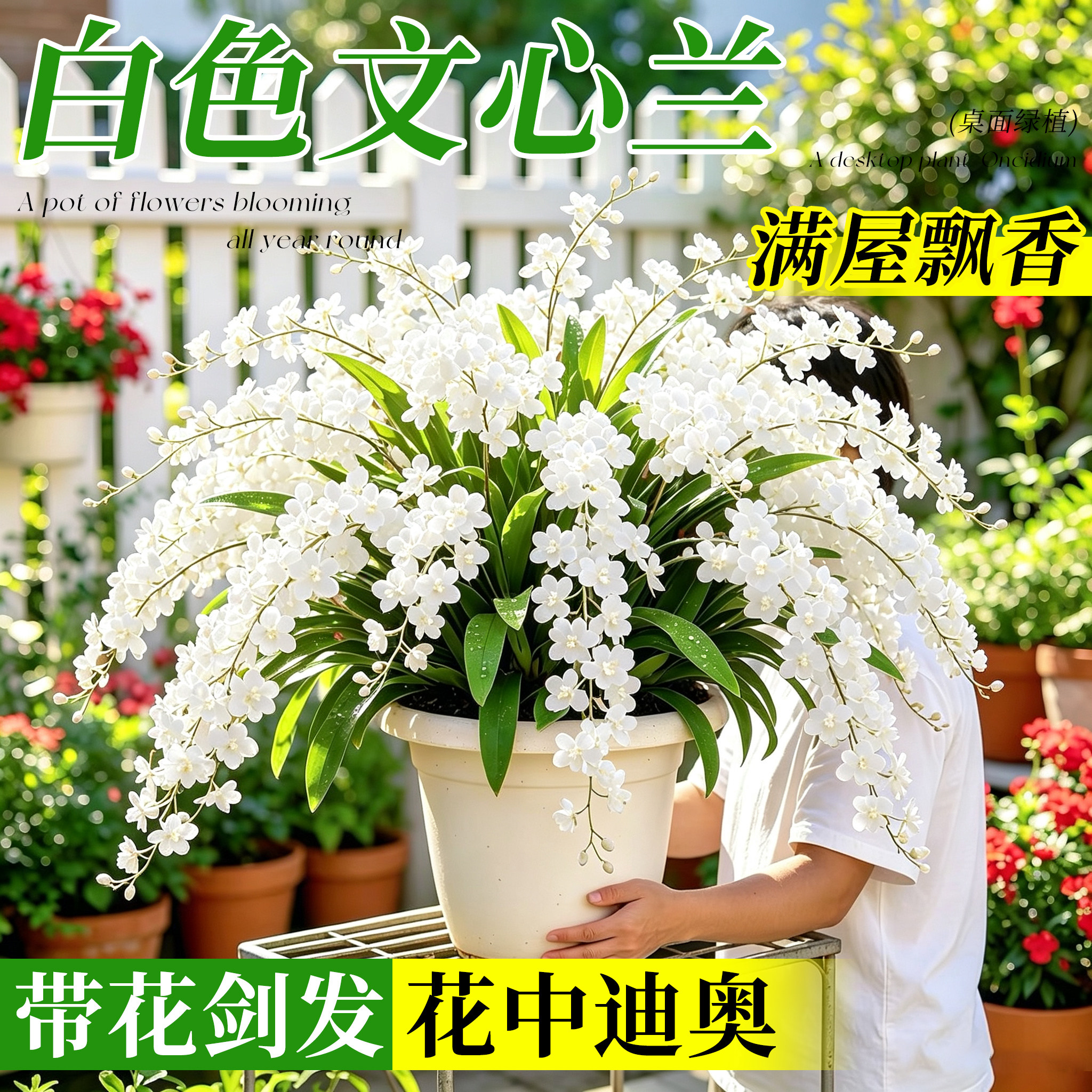 【开花香满屋】白色文心兰盆栽