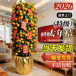 金桔树盆栽可食用客厅绿植室内大型植物橘子年桔年宵盆景四季好