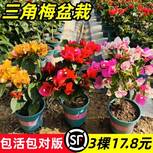 重瓣三角梅盆栽大苗勤花老桩室内外爬藤植物红梅花卉多季开花好养