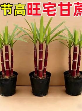 迷你小甘蔗广西甘蔗盆栽盆景南北甘蔗苗室内招财旺宅室外盆栽黑皮